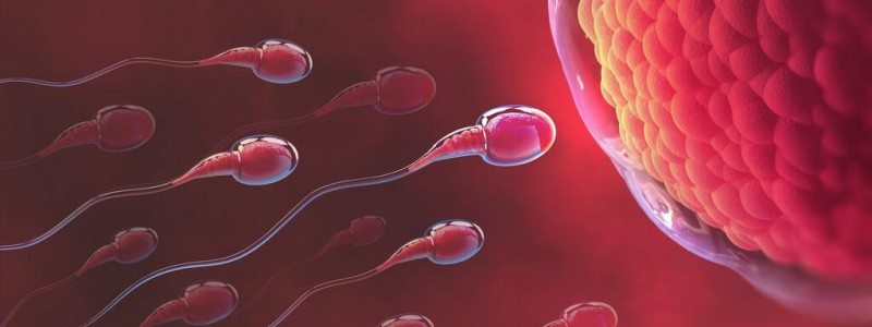 Tinh trùng dị dạng có ảnh hưởng đến thai nhi không?