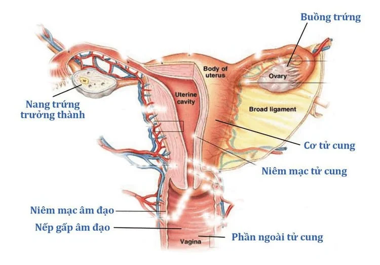 Bệnh Phụ Khoa - Mọi Thông Tin Bạn Cần Biết 4 benh-phu-khoa-moi-thong-tin-ban-can-biet