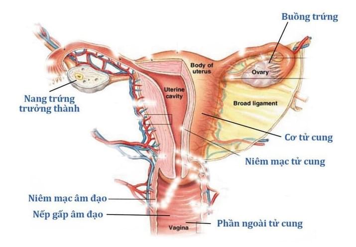 Điểm mặt những dấu hiệu bệnh phụ khoa mà chị em không thể bỏ qua! 1 diem-mat-nhung-dau-hieu-benh-phu-khoa-ma-ban-khong-the-bo-qua