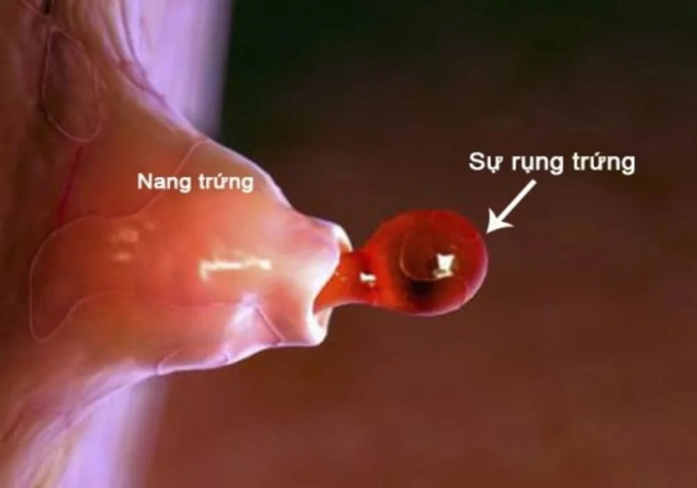 Tất tần tật về Hormone FSH: Chỉ số 'vàng' đánh giá chất lượng trứng và khả năng sinh sản 2 Tất tần tật về Hormone FSH: Chỉ số 'vàng' đánh giá chất lượng trứng và khả năng sinh sản
