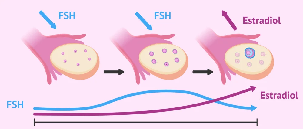 Tất tần tật về Hormone FSH: Chỉ số 'vàng' đánh giá chất lượng trứng và khả năng sinh sản 1 Tất tần tật về Hormone FSH: Chỉ số 'vàng' đánh giá chất lượng trứng và khả năng sinh sản