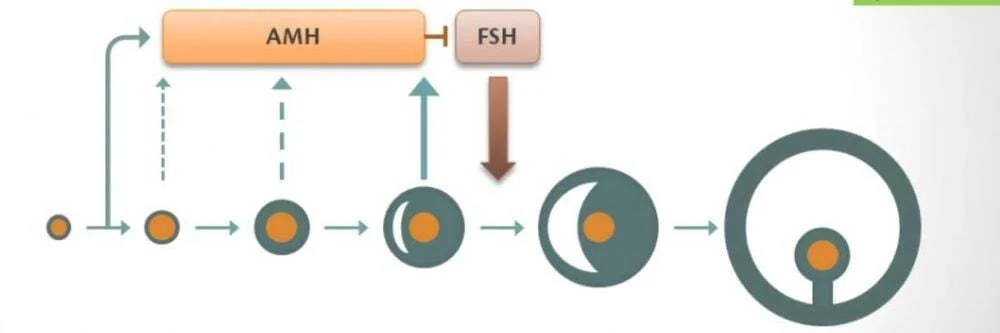 Tất tần tật về Hormone FSH: Chỉ số 'vàng' đánh giá chất lượng trứng và khả năng sinh sản 4 Tất tần tật về Hormone FSH: Chỉ số 'vàng' đánh giá chất lượng trứng và khả năng sinh sản